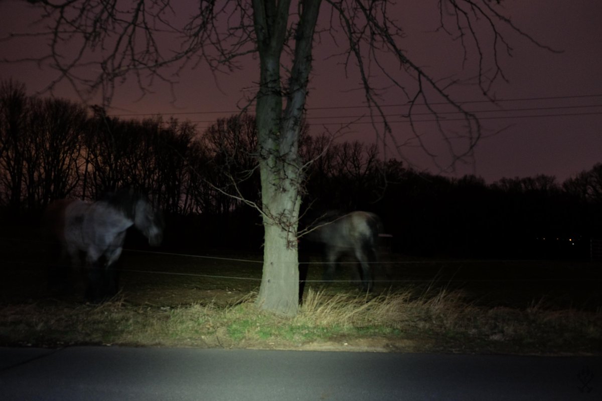 Horse Club ✦ 5/29 🏜️ tweet media