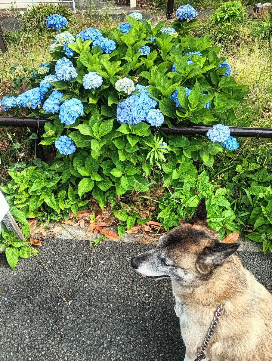 おはようございます 紫陽花もちらほら顔出してきました 何年か前にも