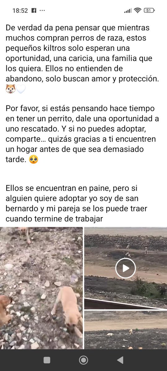 el Rockdrigo ❤💜💚🌳🌳🌳🌳🐈⬛🐕 tweet media