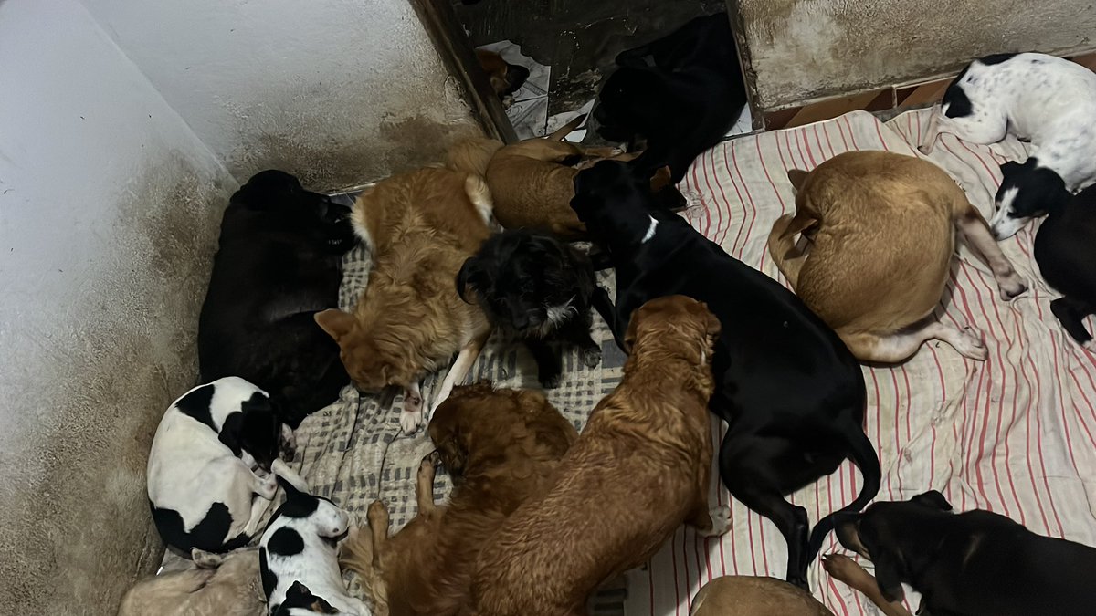 🏠Lar Dos Au-Au🐾🐶90 Cãezinhos tweet media