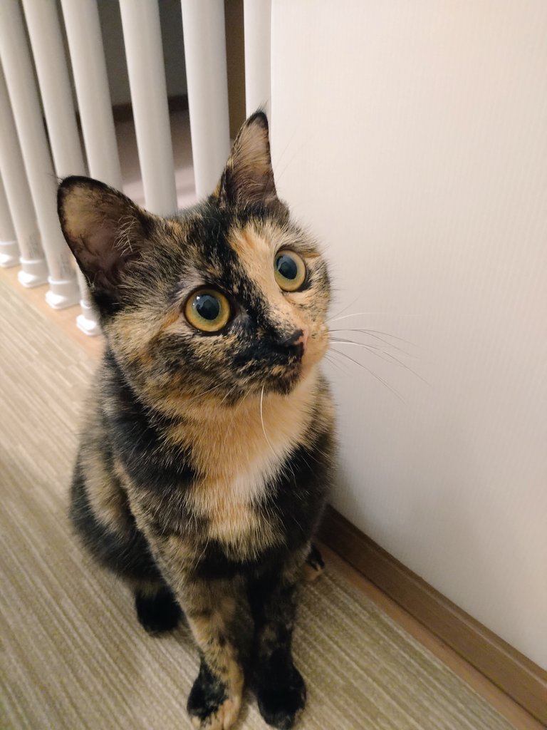 chichinanko保護猫を家族に🌿里親詐欺・虐待から動物たちを守りたい tweet media