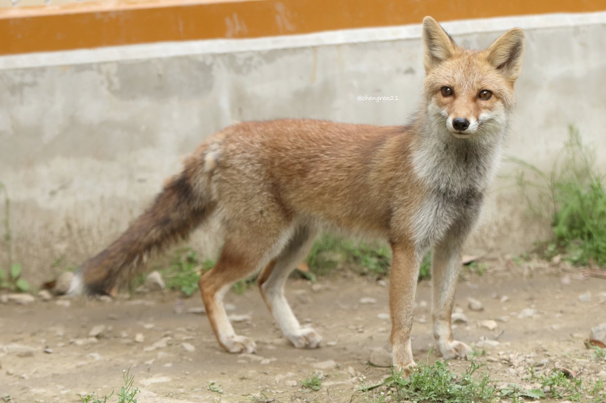 フランクリンミント社蝶を追うキツネ こぎつねらしいスマートさ(ナミ♀) #大内山動物園 #ホンドギツネ