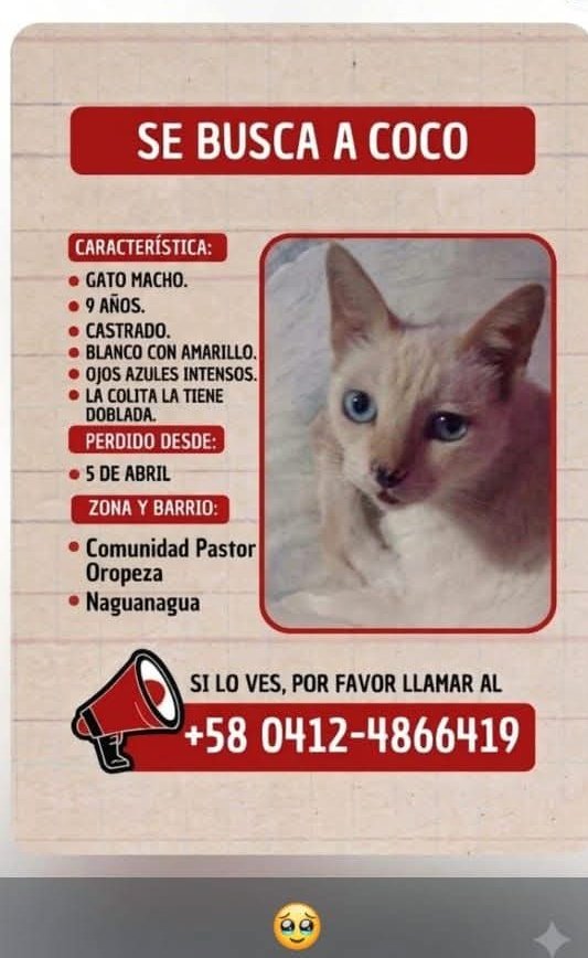 PerroUsuario's tweet photo. Se busca en Naguanagua estado Carabobo https://t.co/tHJcAvyGXI