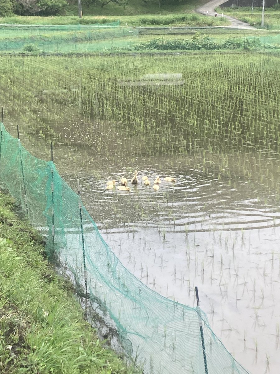 aigamofarm's tweet photo. おはようございます♪ 🦆

今日も朝からぴよちゃんたちが元気に田んぼでお仕事中です✨

ピヨピヨ大合唱をしながら、
一生懸命に草を食べてくれてます♡

小さくても頼もしいアイガモちゃんたち！
今年もみんなと一緒に、安全で本当に美味しいお米を育てていきますね〜🌾

朝の里山の空気とぴよちゃんの声が最高のスタートです😊

#アイガモ農法 #ぴよちゃん #朝の里山