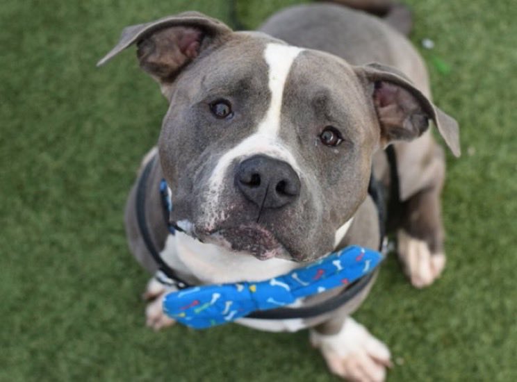 MoishesMom's tweet photo. 🤞🏻👏🏻💞Sterling’s kill command is cancelled &amp; he’s back in Adoptions🥳

Don’t stop sharing Stunning Sterling 

DM @notthesameone2 to apply for this deserving boy 🤞🏻💞🤞🏻

Sterling’s Bio ℹ️ 🔗 ⬇️

https://t.co/8lxgJjSTgr

He is such a Hunk of Pibble Love ♥️ https://t.co/qKAGelS3Y3