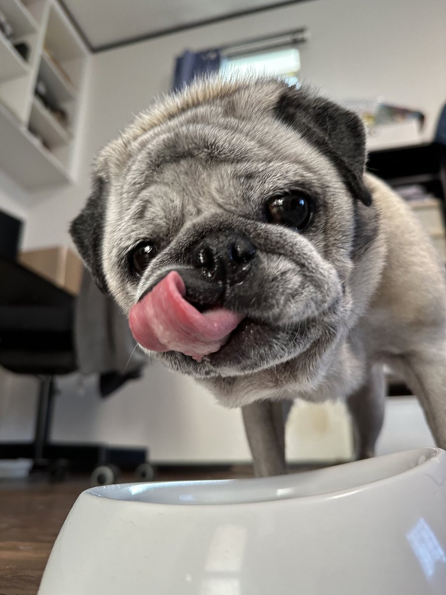 パグの飼い主 (@Pug_momo0823) / Posts / X