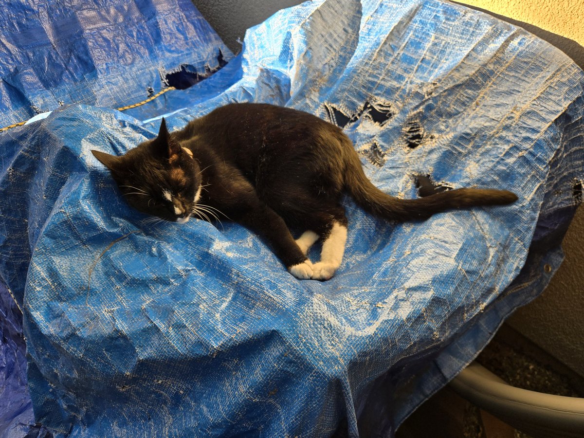 Nicholas1336's tweet photo. @MrJamesMay My condolences James May. Last November I lost my 14 year old Blackie. One never forgets that love of such a constant companion. https://t.co/x6gaRXvgZn