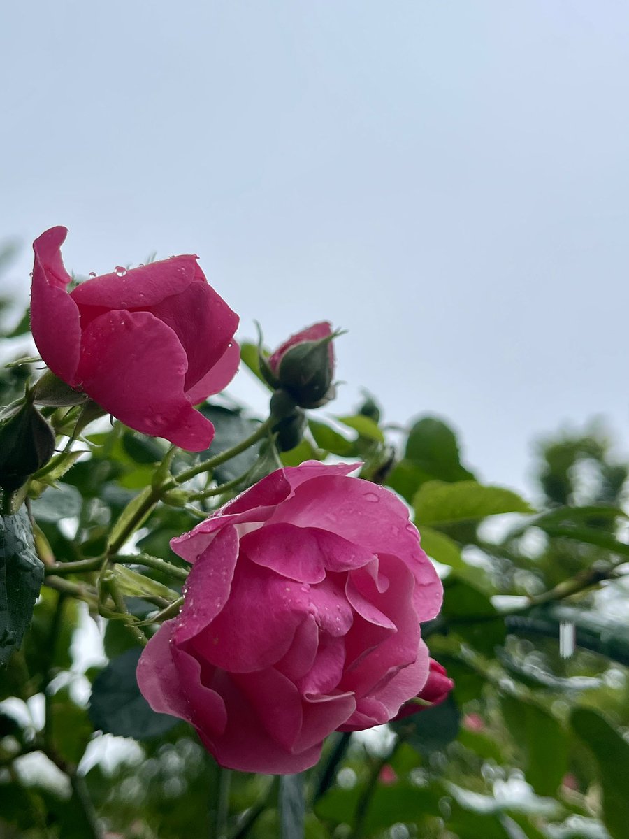 *㌨ tweet media