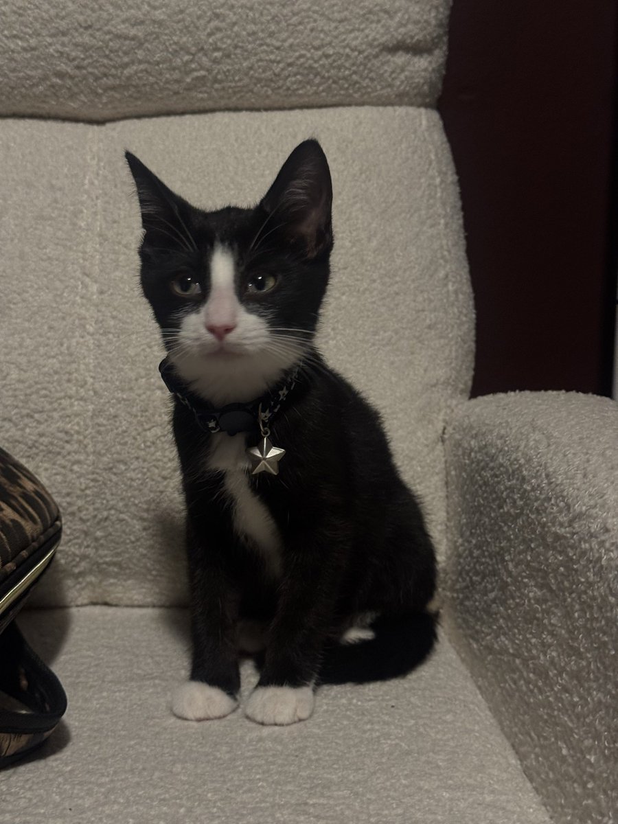 ____S773's tweet photo. Our new babies 🎱🖤

Gatsby &amp; Gizmo https://t.co/tucz0zsaa2