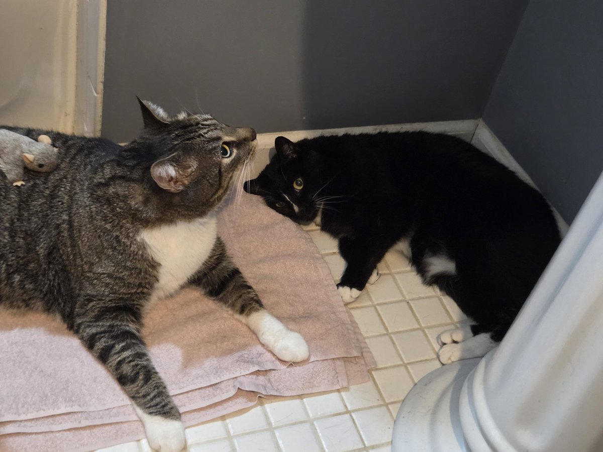 faithinthestory's tweet photo. 5/23/26, a very happy Gotcha Day to the two new additions to our household! Welcome Rigatoni (the Absoulte Unit of a tabby) and Melody (the pretty little tuxedo), an 8-year-old brother and sister who recently found themselves in need of a new home. https://t.co/ZW2KwloKpB