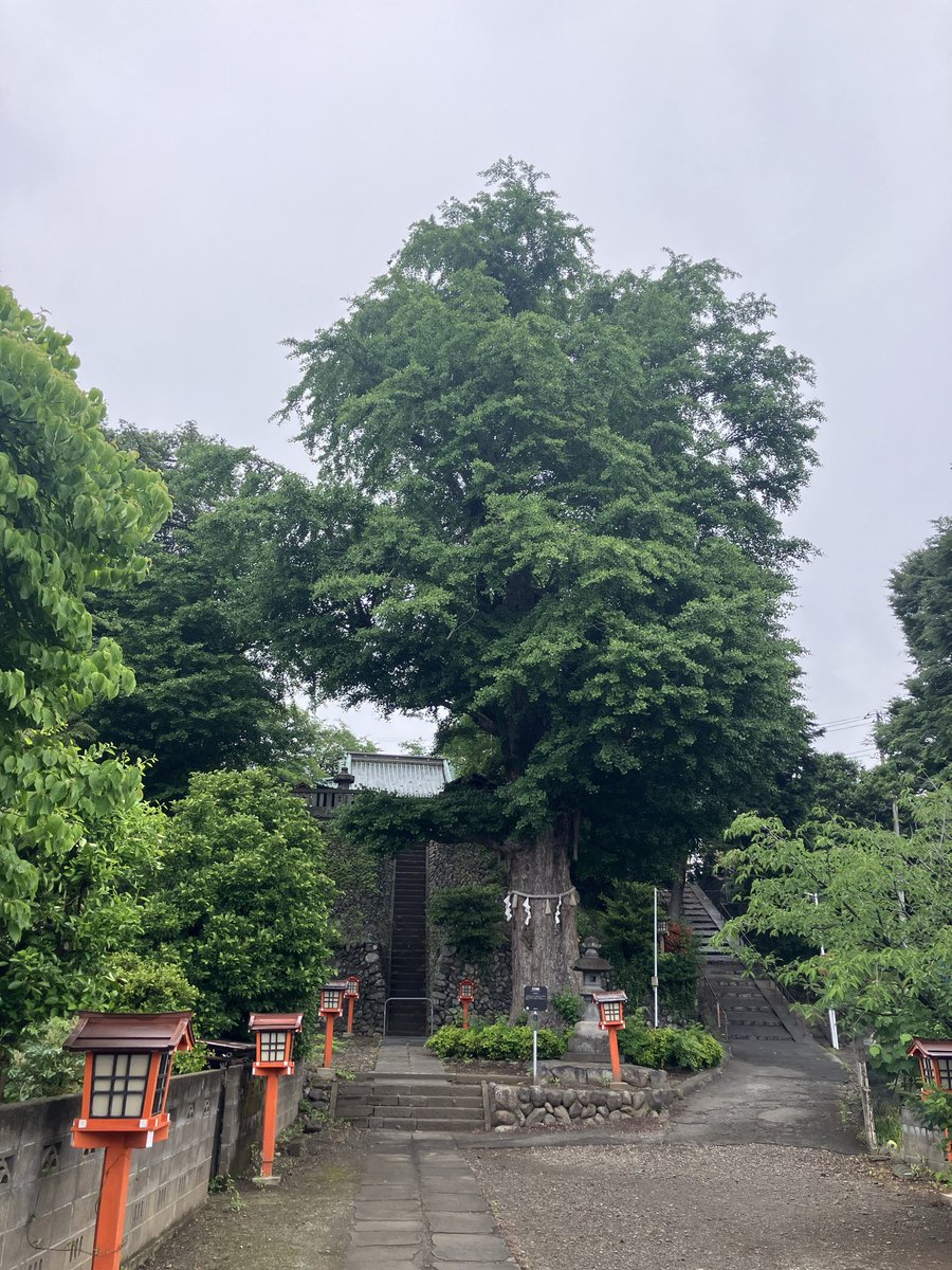 tarurick's tweet photo. おはようございます！
週末朝散歩⑥日目☁️
今日もなかなか寒いです🥶
がんばれ自律神経😅 https://t.co/8RmGzut5AY