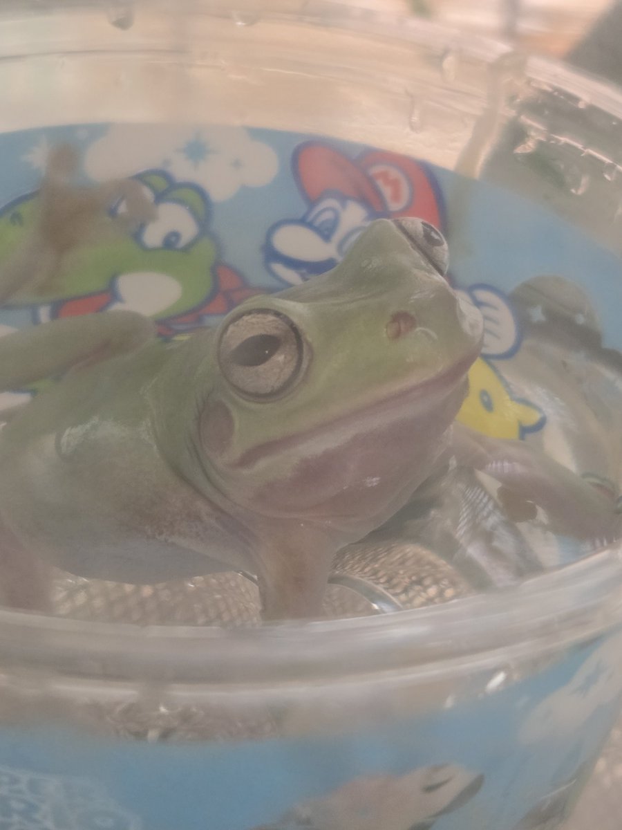 gumfrogs16's tweet photo. マリオのお風呂(31のカップだけど)かわいい https://t.co/9DrGClSimn