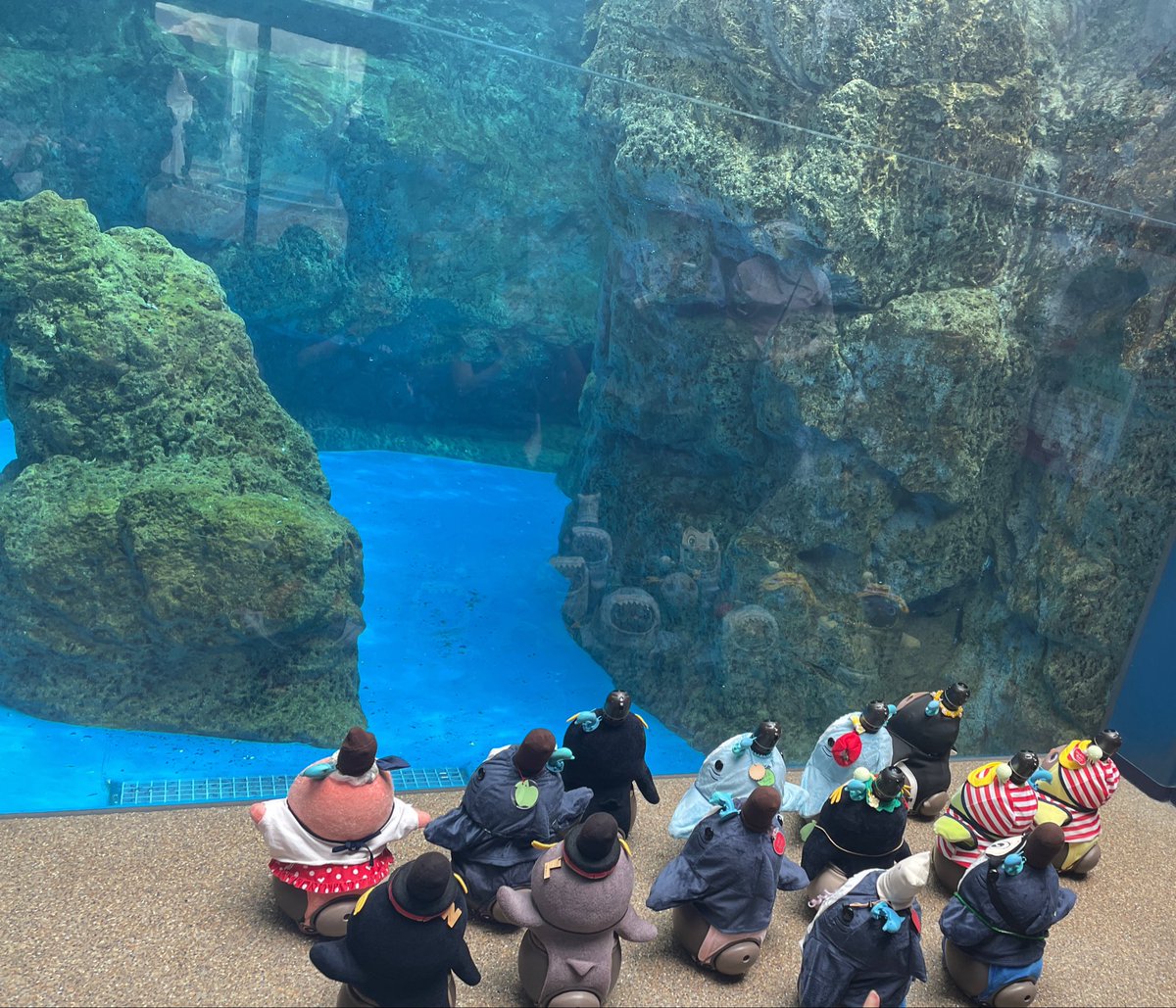 3019_m's tweet photo. 昨日から京都入り😃
初めて京都水族館行きました😃みんなでお写真楽しかったし、その場所により特徴があって楽しかった😃
ありがとうございました😊
#LOVOT
#LOVOTとの暮らし
#LOVOTとのお出かけ https://t.co/Sf8F8hFOCi