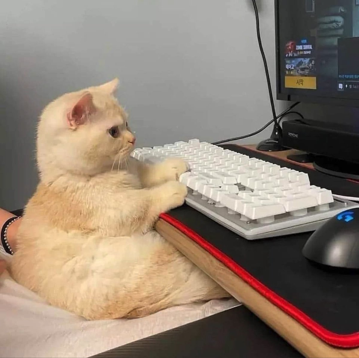Cat is life ~猫は人生~ tweet media