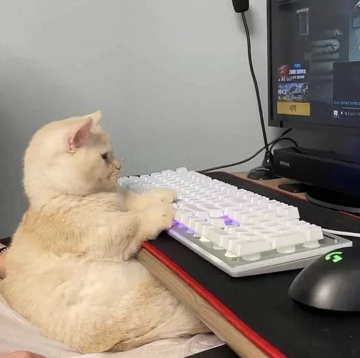 Cat is life ~猫は人生~ tweet media