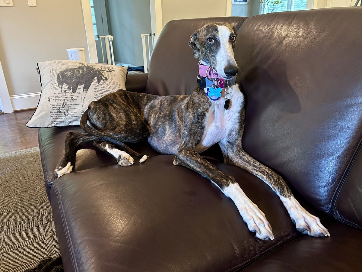 djstavropoulos's tweet photo. Yes, his paws really are that big. Meet Arco, the Galgo (Spanish Grayhound) I adopted in April 2026 from Malaga, Spain. I take him to the couch for 1-2 hours daily so he gets comfortable in other parts of the house. But the blanket and pillows keep falling off. https://t.co/Nagh9Zpq3K
