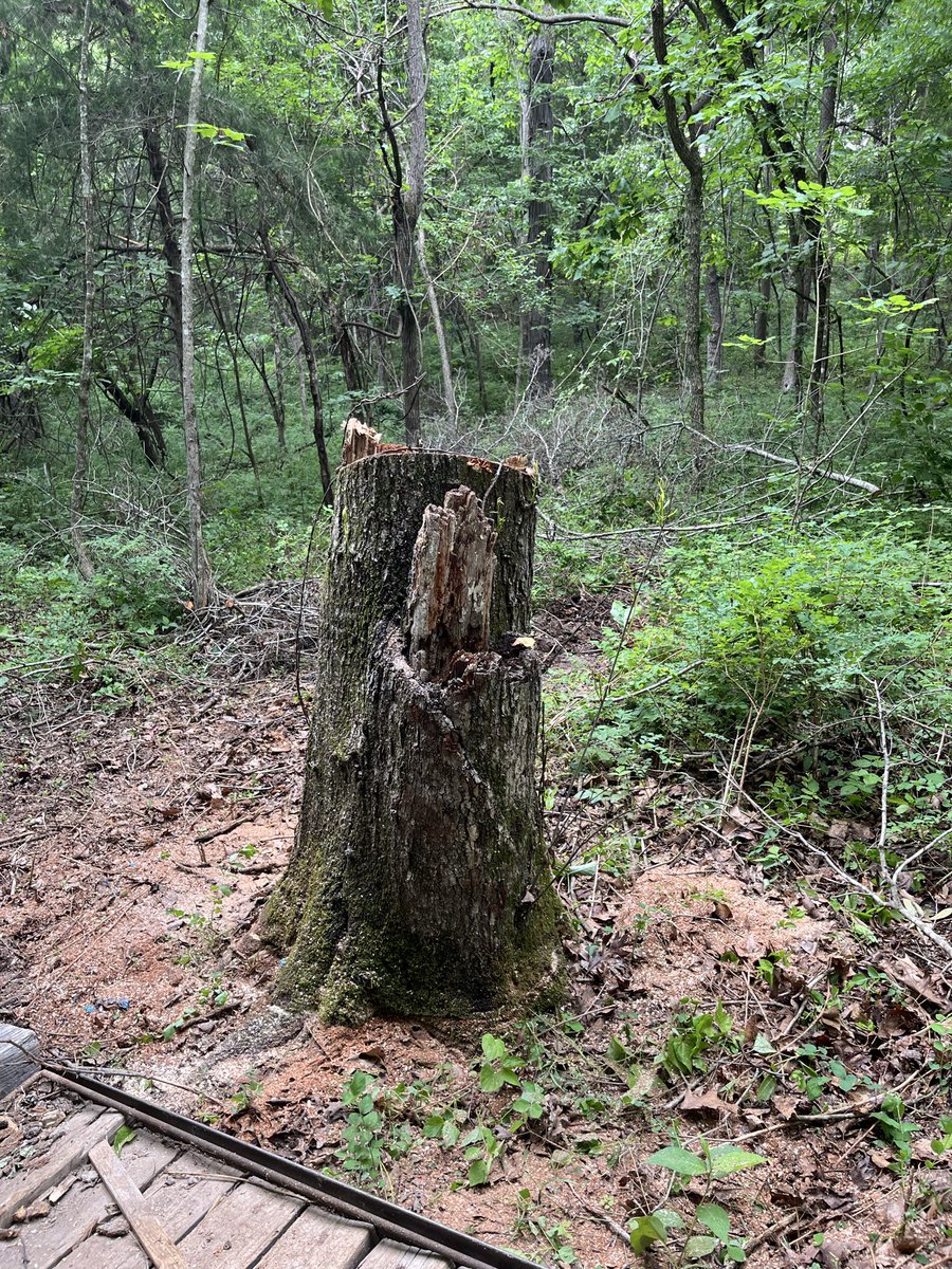 SamStep30208022's tweet photo. big dead trees that gotta come out of the fence row.
10 strands of barb wire in each… https://t.co/BWWiOr62QV