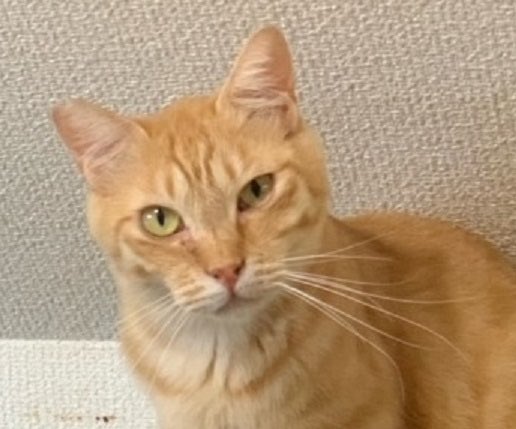 いつでも里親募集中 tweet media