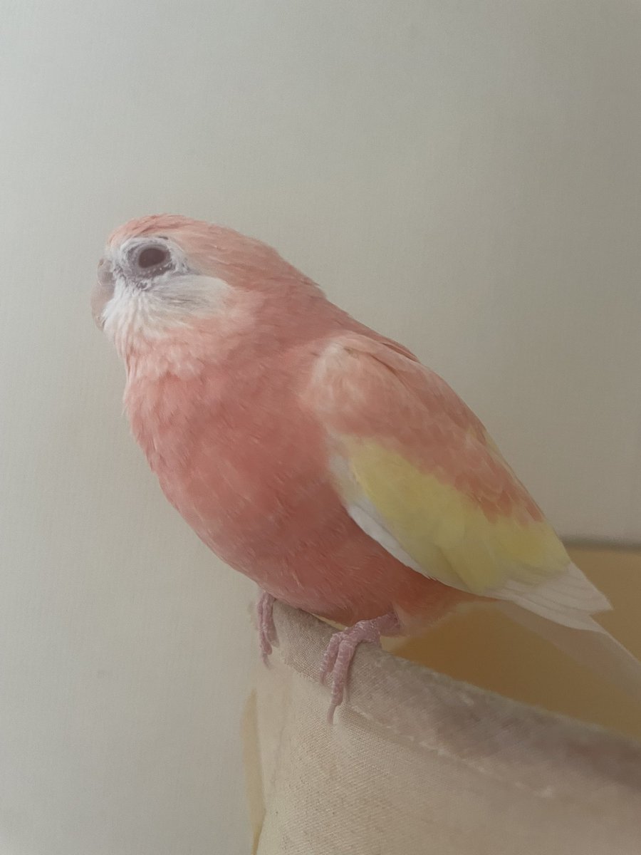 クロエ🐦@鳥垢 tweet media