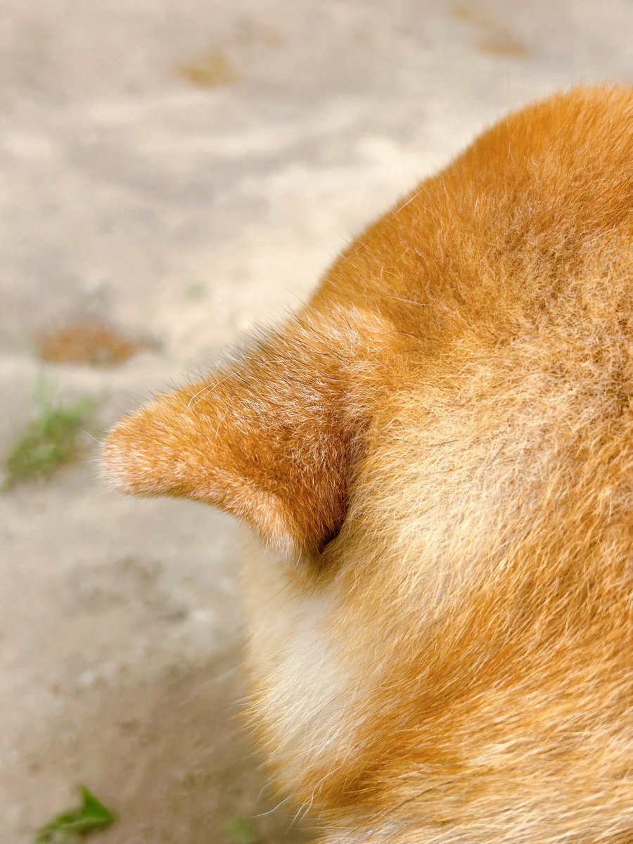 ichimaru425's tweet photo. これはいい感じの葉っぱを見つけて一生懸命守っている柴犬の可愛いお耳 https://t.co/48Km4vbuTH