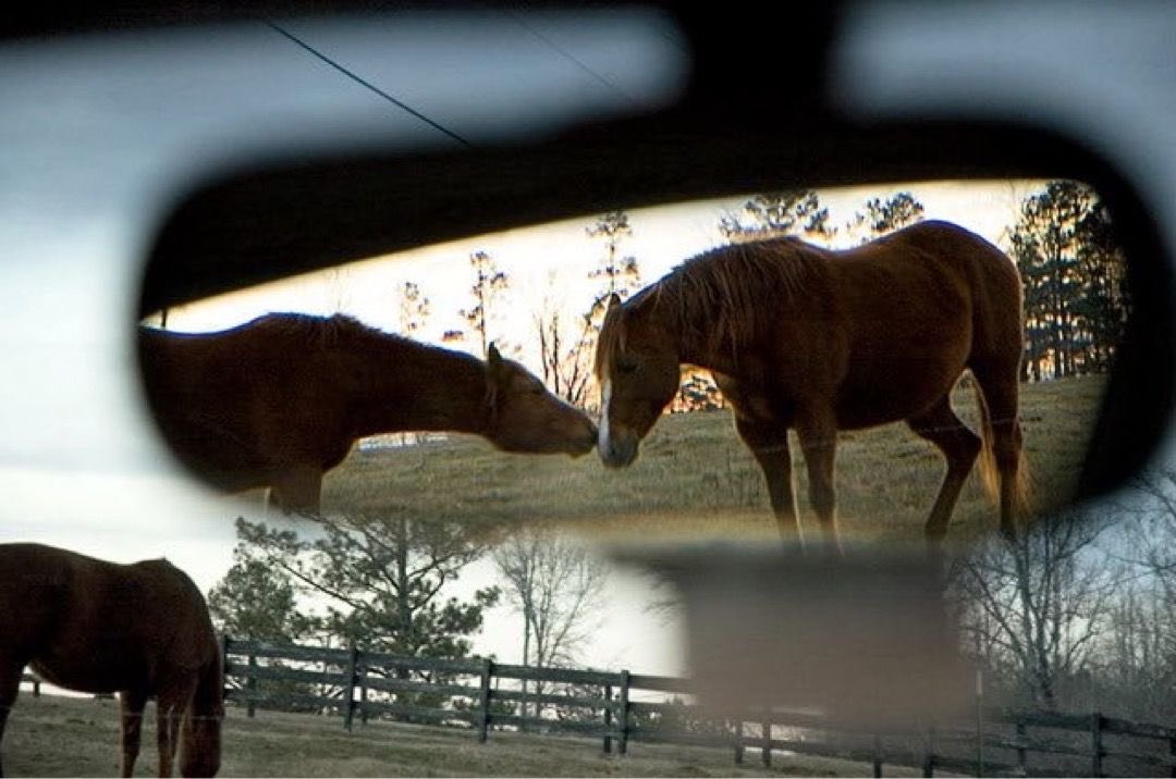 horse tweet media