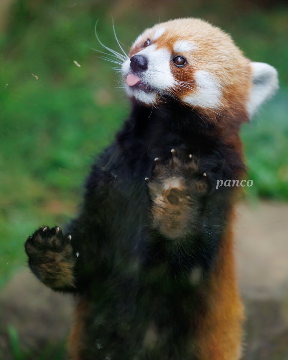 ☁️☁️ りんご🍎くださいっ 飼育員さん(とりんご)を見つめる眼差しが