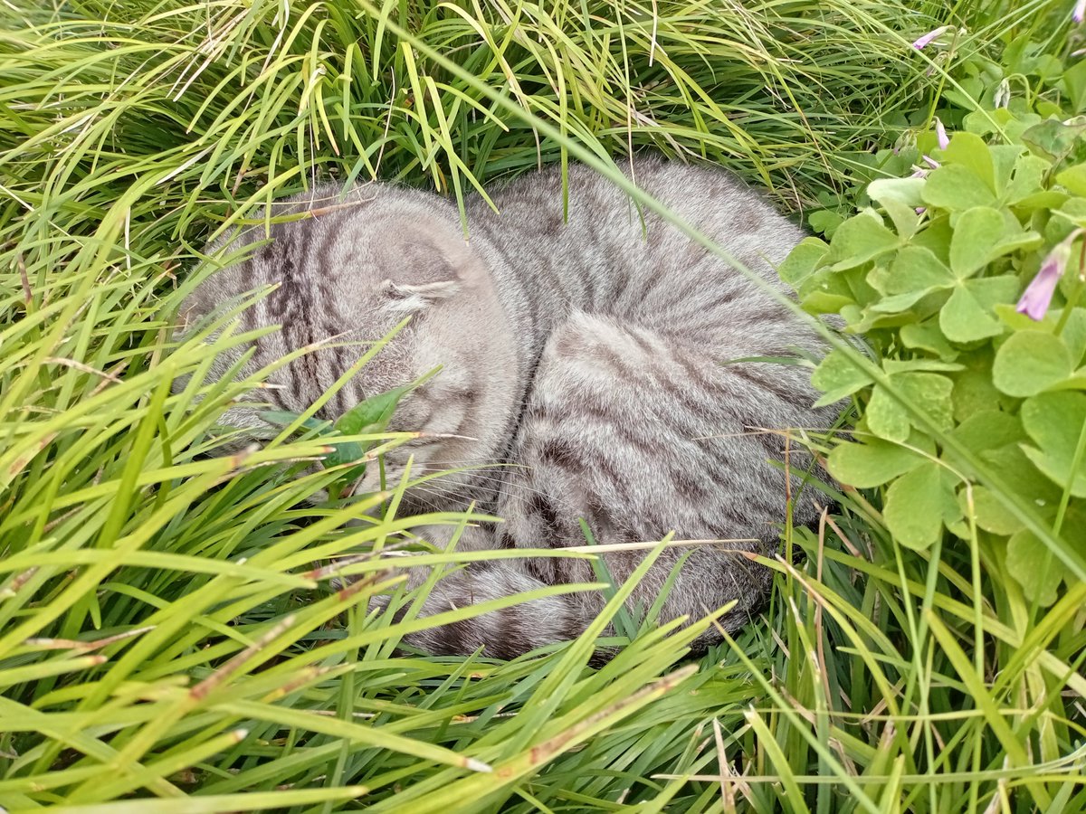 kozy324's tweet photo. 今朝の猫🐱 https://t.co/5x4nuACIPp