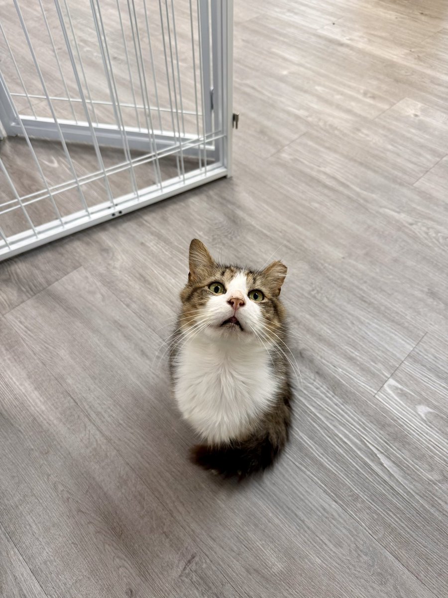 Friends of Bear Cat Rescue tweet media