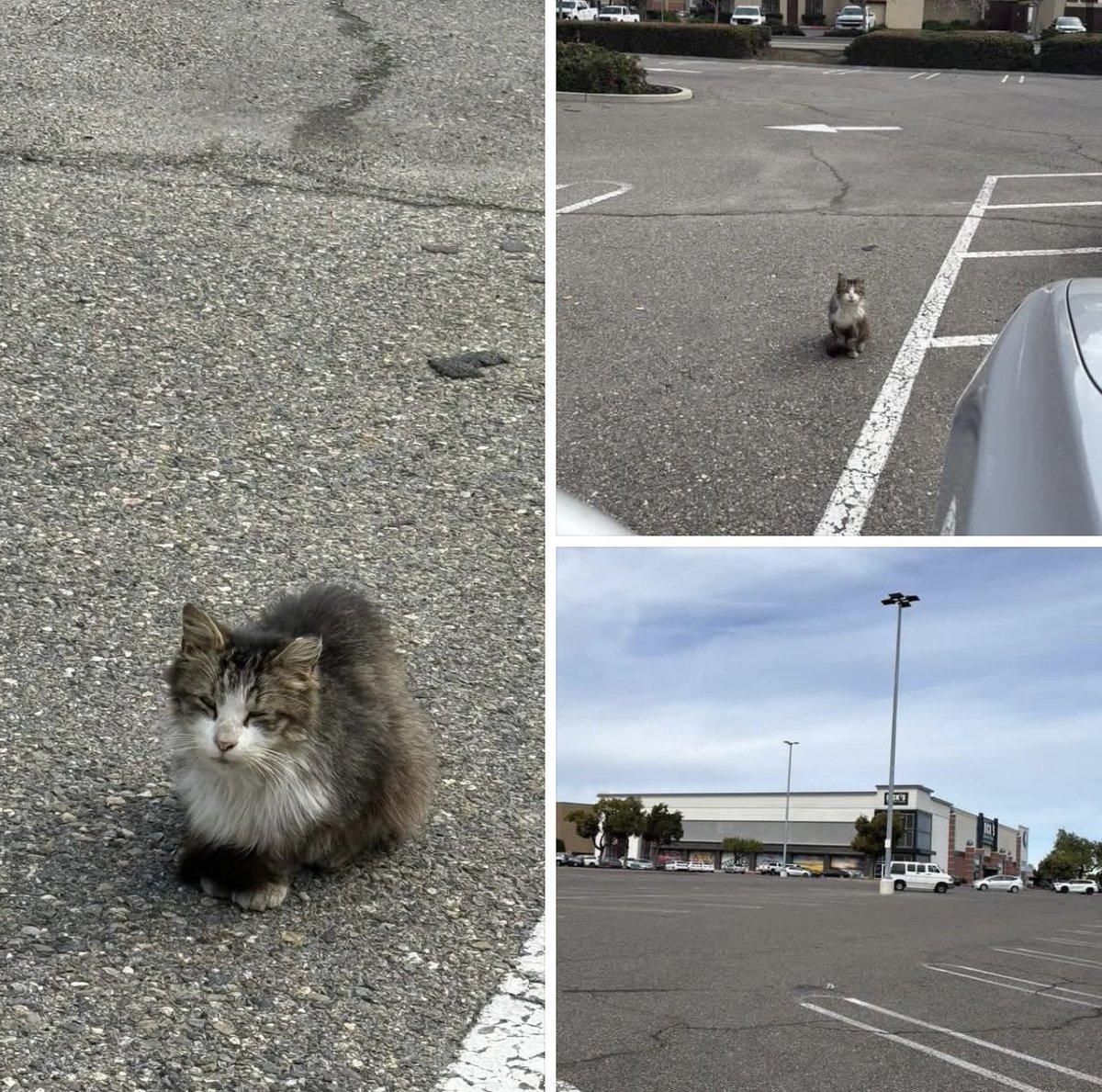 Friends of Bear Cat Rescue tweet media