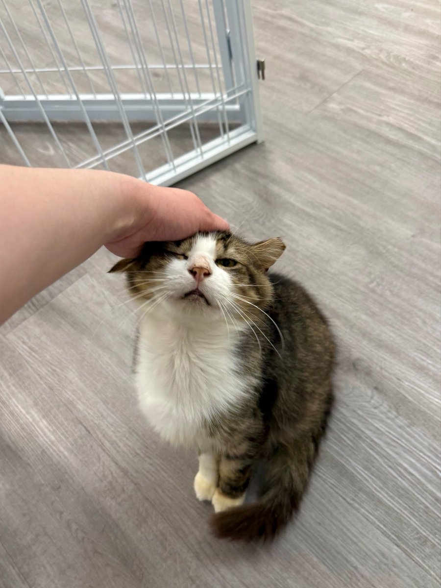 Friends of Bear Cat Rescue tweet media