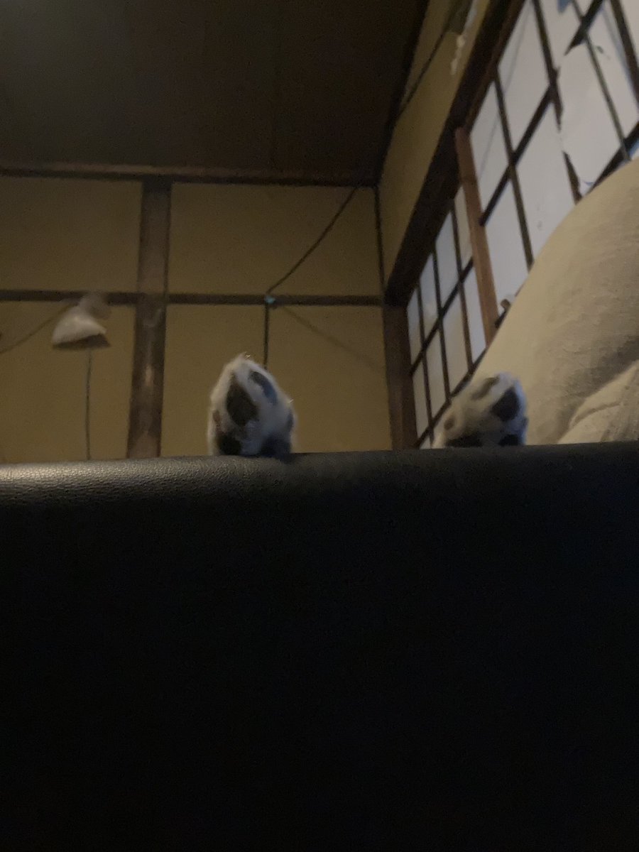 roa_husky's tweet photo. おはようロ……？！
おやすみロア😅

#ハスキー
#足 https://t.co/BktKkuxoak