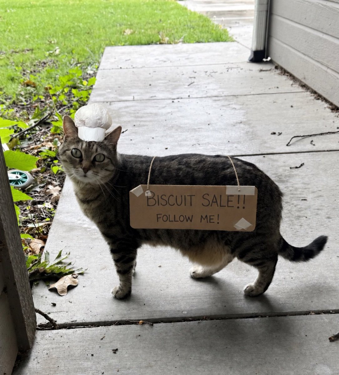 cats with jobs 🛠 tweet media
