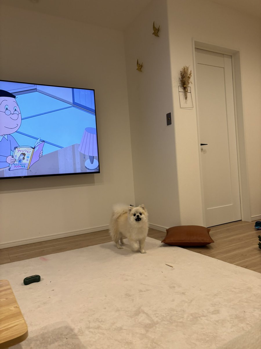 pomenopon's tweet photo. クッションの裏にお気に入りのおもちゃ入ってしまってお怒り中です😂取って！ってじわじわ近づいてくるw https://t.co/EnW9EDm8vH