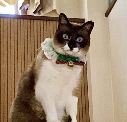 一階にいるママしゃんが気になり、階段踊り場からいつもニャーって言い