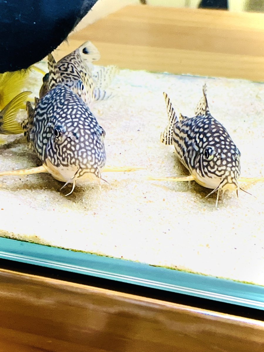fukuko5298's tweet photo. 今日もT T夫婦🥰
ウメちゃんかわいくT〜💕 https://t.co/lNDFN3xJGD