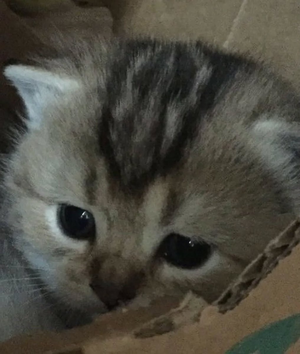 Daily Cat Posts tweet media