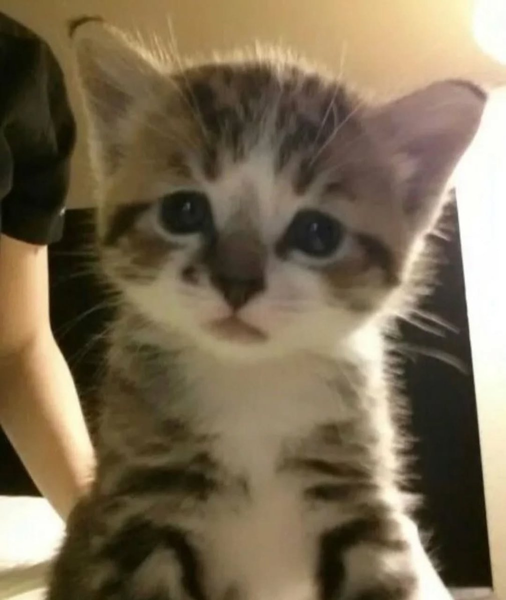 Daily Cat Posts tweet media