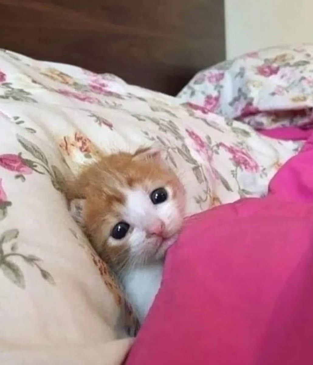 Daily Cat Posts tweet media