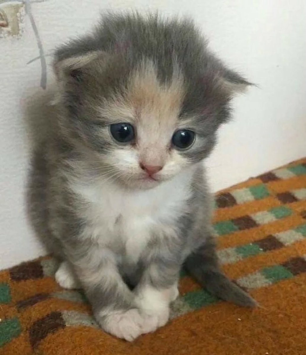 Daily Cat Posts tweet media