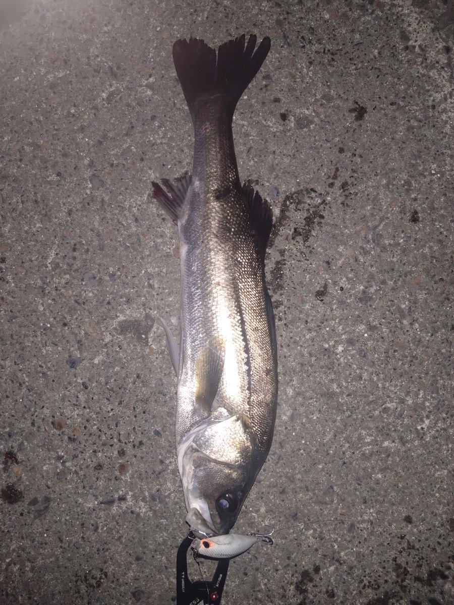 teranishi6's tweet photo. 昨夜のシーバス
4キャッチ
風が強くて疲れましたが、なんとか釣れました🎣
＃K2無限
＃BANQ82sheavy
＃ジョルティmini https://t.co/ZzGHorqlnq