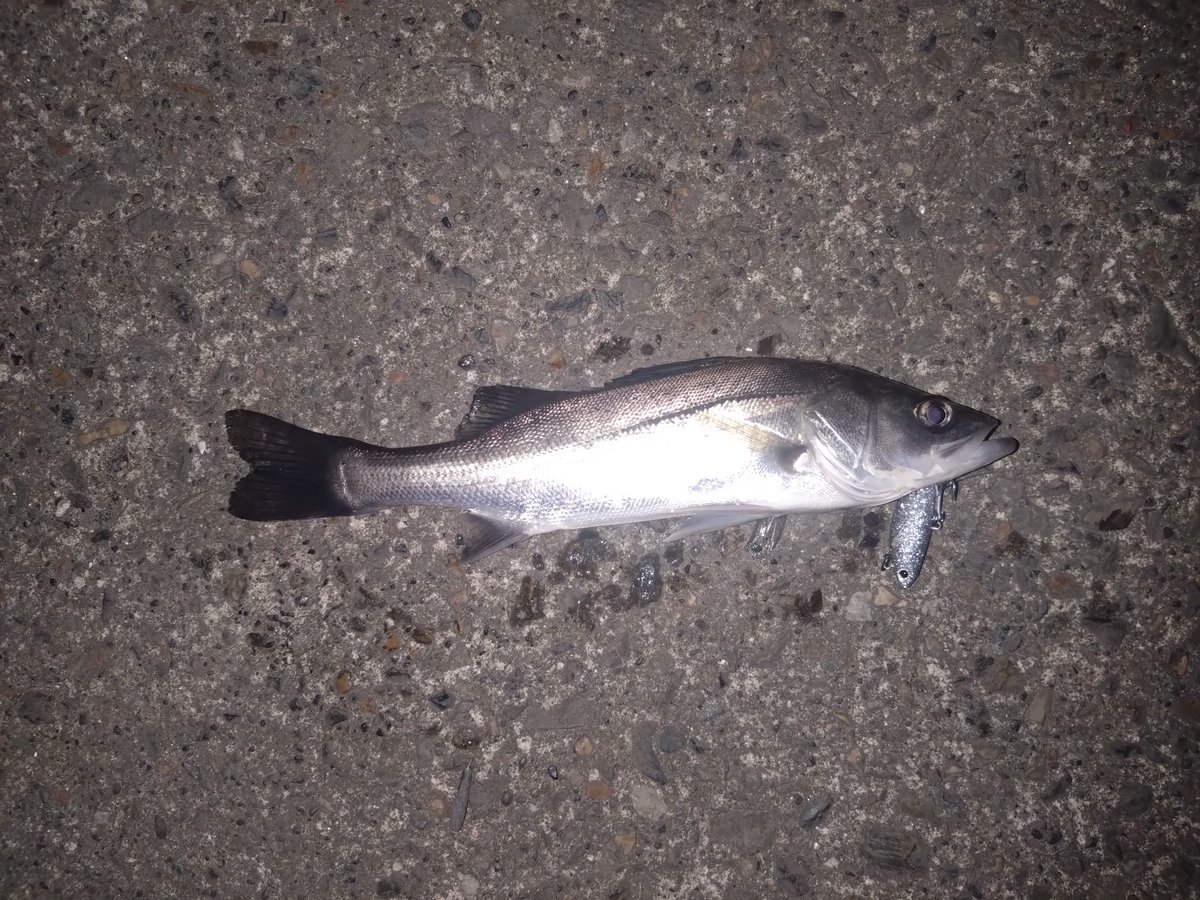 teranishi6's tweet photo. 昨夜のシーバス
4キャッチ
風が強くて疲れましたが、なんとか釣れました🎣
＃K2無限
＃BANQ82sheavy
＃ジョルティmini https://t.co/ZzGHorqlnq