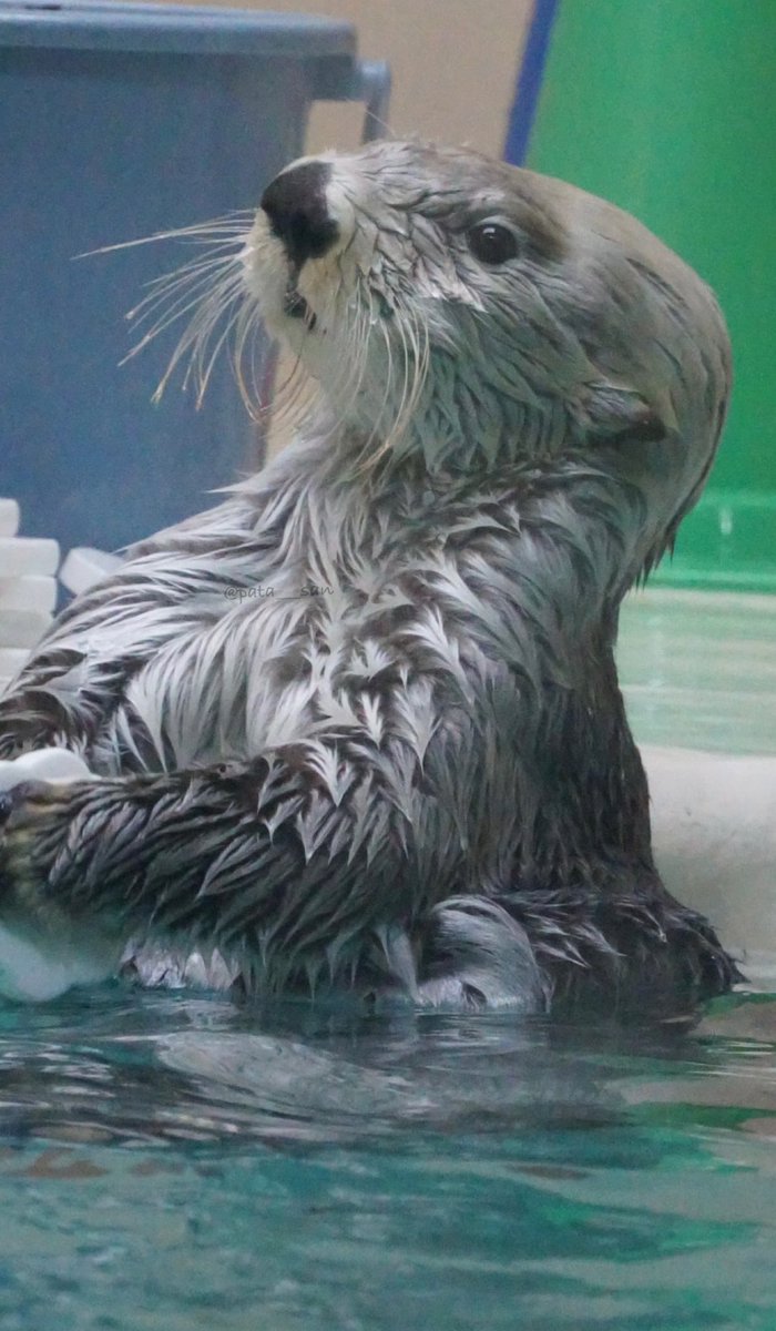 キラちゃん 可愛い かわいい〜💖💖 #鳥羽水族館 #ラッコ