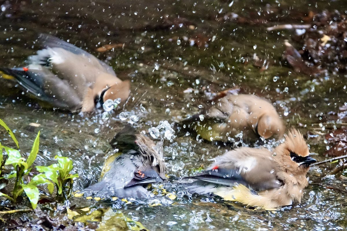 gigpalileo's tweet photo. it’s always fun watching these Cedar Waxwings  splashing together at the Bathing rock @CentralParkNYC 
5/21/26
#birdcpp
#birding
#birdwatching https://t.co/jWwVfvwjf1