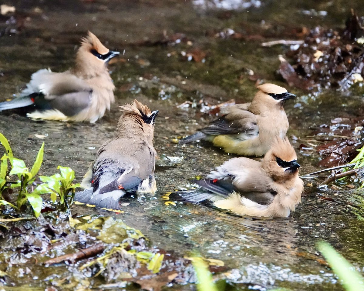 gigpalileo's tweet photo. it’s always fun watching these Cedar Waxwings  splashing together at the Bathing rock @CentralParkNYC 
5/21/26
#birdcpp
#birding
#birdwatching https://t.co/jWwVfvwjf1