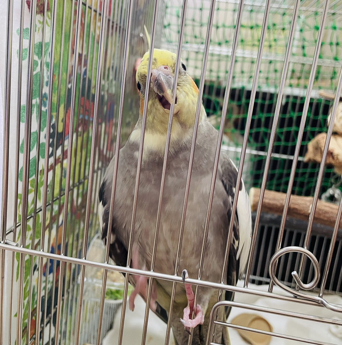 nemo_nagi_coco's tweet photo. ナギちゃんのおもちゃ、クチバシ型がたくさんついてる…🤭

#オカメインコ https://t.co/pqLWXfOteQ