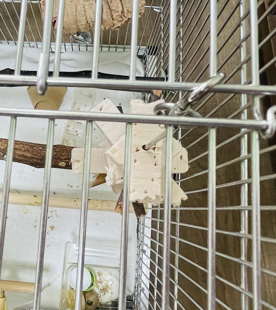 nemo_nagi_coco's tweet photo. ナギちゃんのおもちゃ、クチバシ型がたくさんついてる…🤭

#オカメインコ https://t.co/pqLWXfOteQ