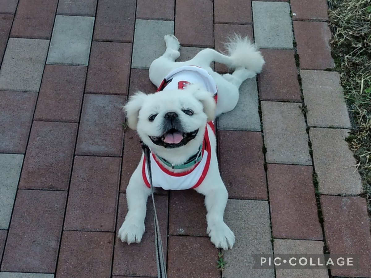 moco00410's tweet photo. オークス
３連複フォーメーション
18-10.12.13-3.10.12.13.1618
フローラステークス1、2着の
18.13に注目😄レース終わって、こんな顔してたい🤔 https://t.co/vq6AQEhHOa