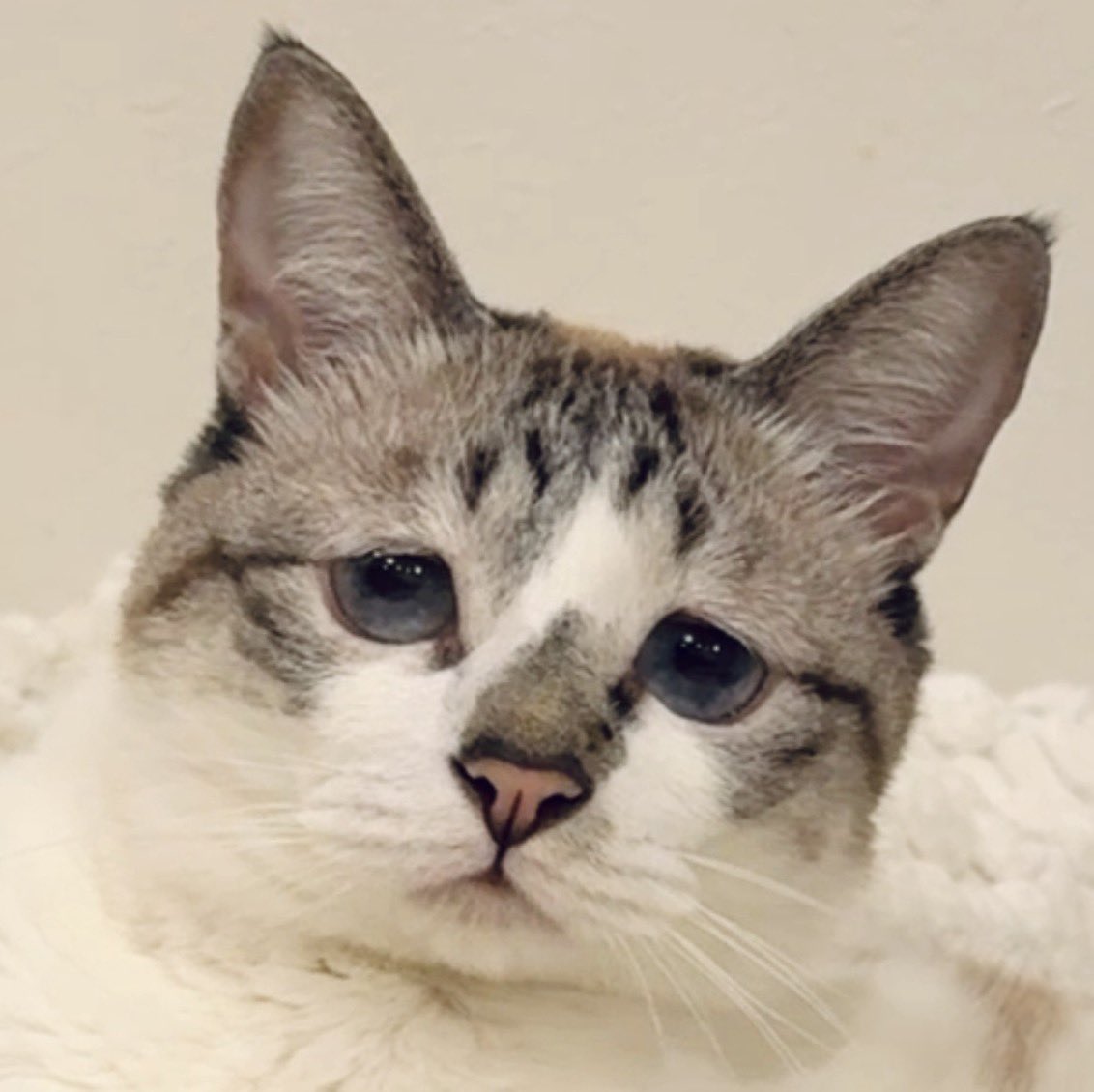 ぴえん猫ミント tweet media