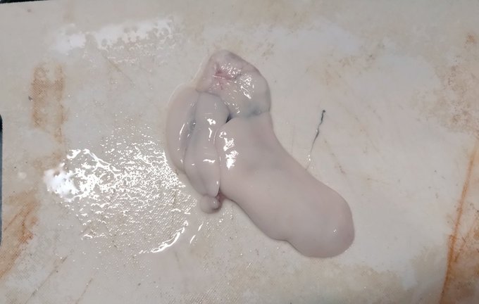 白子入ってた 