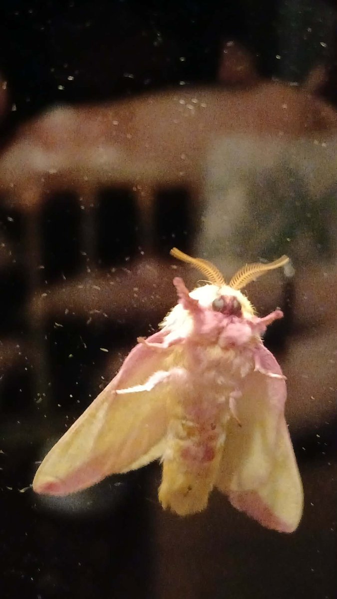 weareallbatty's tweet photo. Hey friends life's been busy. Who's a fan of flying spooky friends? 
This is a Rosy Maple Moth https://t.co/e96DpDeeCQ